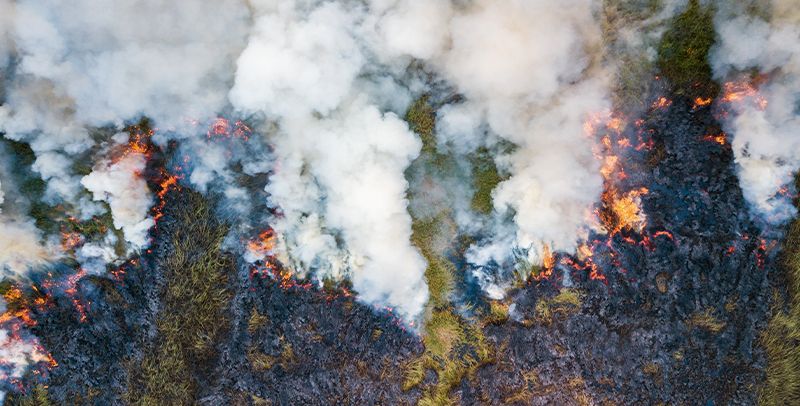 Factores que contribuyen a la pérdida de biodiversidad