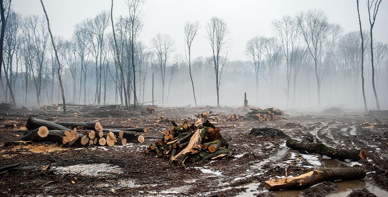 Los datos sobre deforestación son escalofriantes