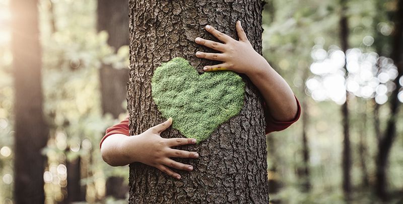 Soluciones para frenar la deforestación